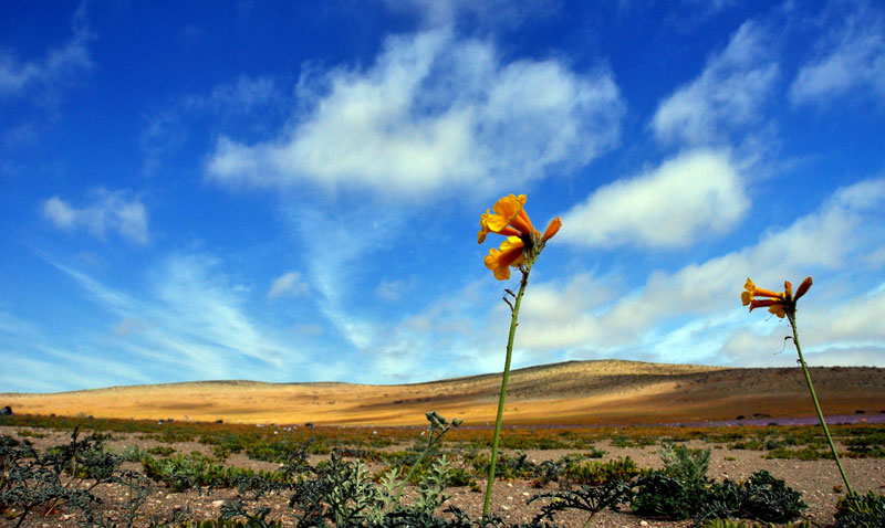 desierto_florido
