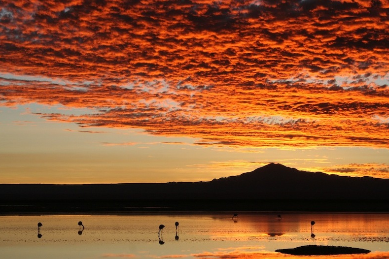 Chaxa Lagoon. A golden landscape in the desert